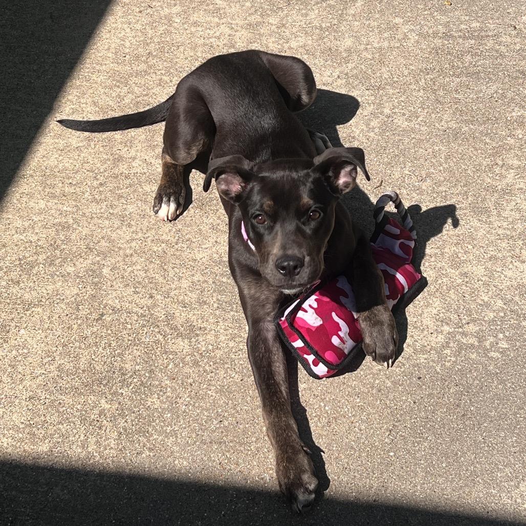 Enlarge Cleo, a Adoptable Pit Bull Terrier in Springfield, IL image 2/6