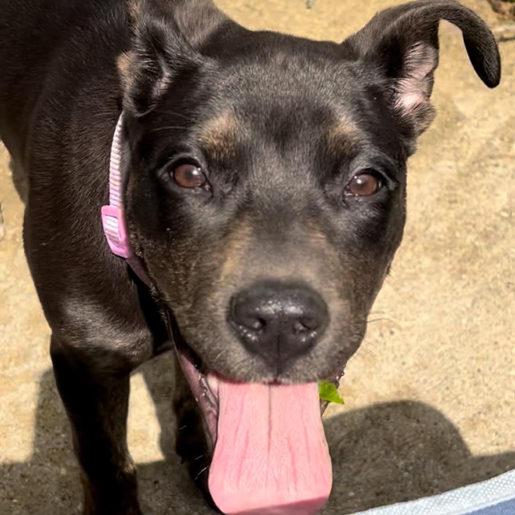 Enlarge Cleo, a Adoptable Pit Bull Terrier in Springfield, IL image 3/6