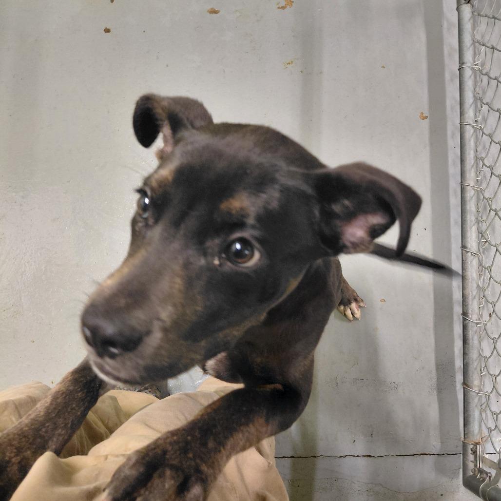 Enlarge Cleo, a Adoptable Pit Bull Terrier in Springfield, IL image 4/6