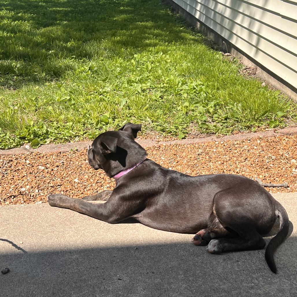 Enlarge Cleo, a Adoptable Pit Bull Terrier in Springfield, IL image 5/6