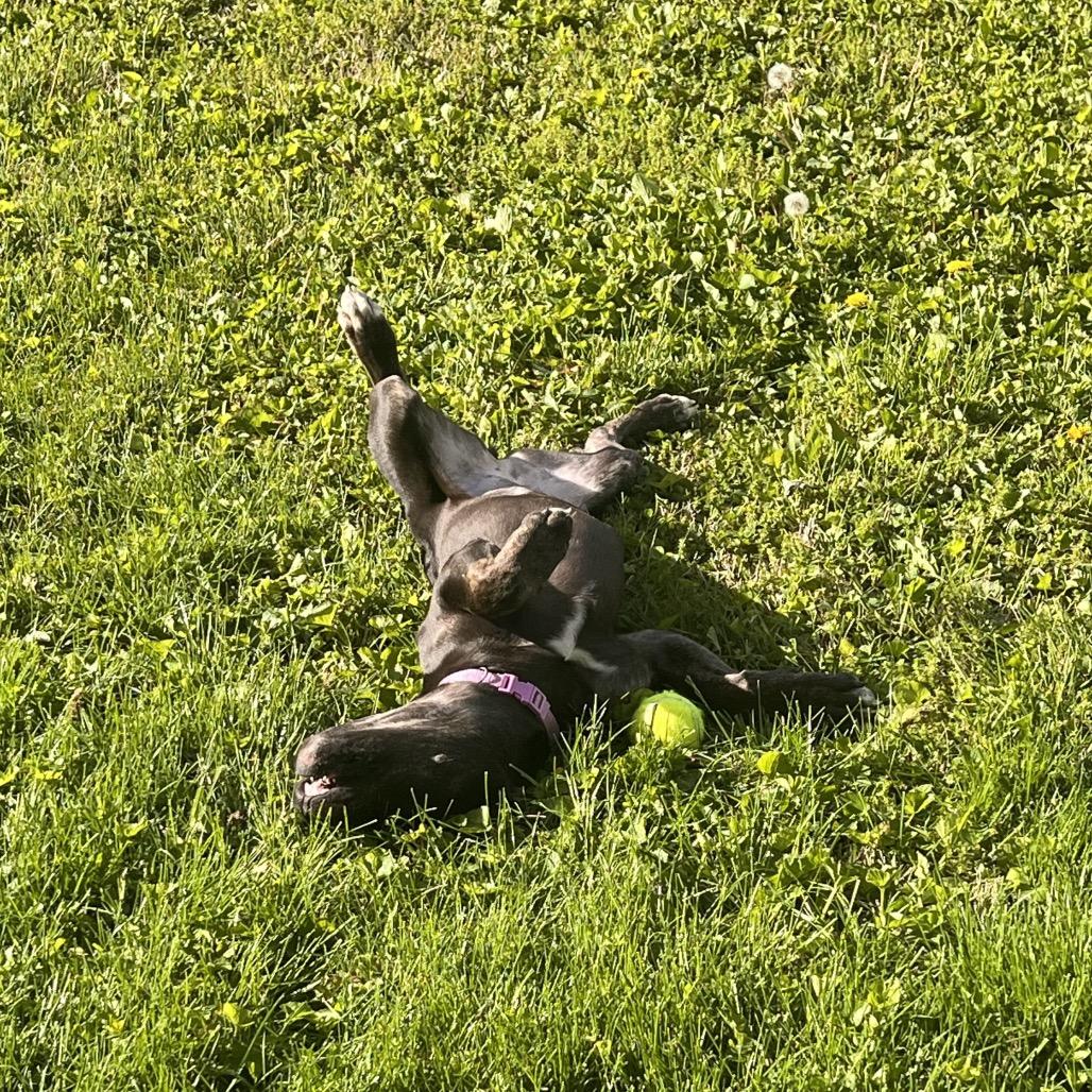 Enlarge Cleo, a Adoptable Pit Bull Terrier in Springfield, IL image 6/6