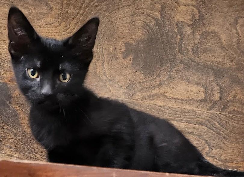Charlotte, ADOPTABLE, Young Female Domestic Medium Hair.