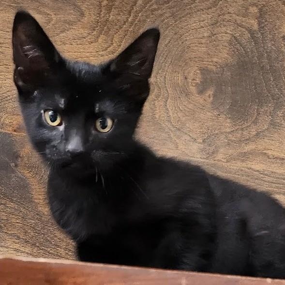 Enlarge Charlotte, a Adoptable Domestic Medium Hair in Mesquite, NV image 1/3