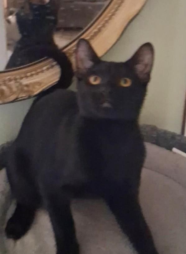 Enlarge Charlotte, a ADOPTABLE Domestic Medium Hair in Mesquite, NV image 3/3