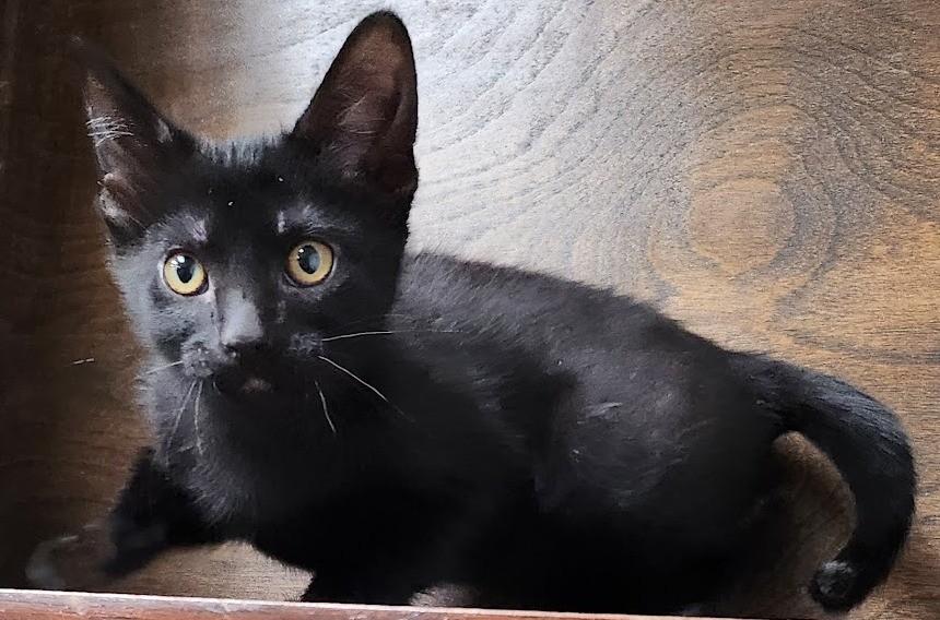 Enlarge Charlotte, a ADOPTABLE Domestic Medium Hair in Mesquite, NV image 2/3