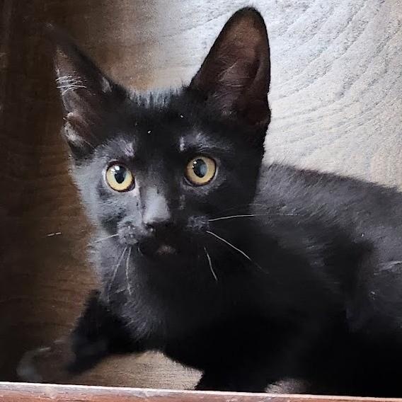 Enlarge Charlotte, a Adoptable Domestic Medium Hair in Mesquite, NV image 2/3