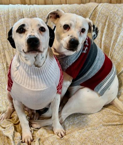 Muggs, Adoptable, Young Male Boxer & Pointer.