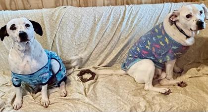 Muggs, Adoptable, Young Male Dalmatian & Beagle.