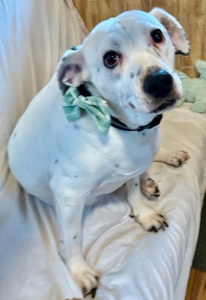 Enlarge Muggs, a Adoptable mixed breed in Wilkesboro, NC image 2/3