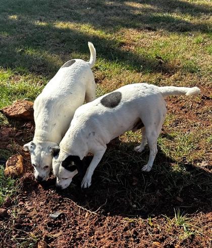 Muggs, Adoptable, Young Male Boxer & Pointer.