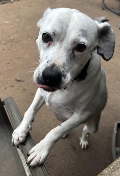 Enlarge Muggs, a Adoptable mixed breed in Wilkesboro, NC image 3/3