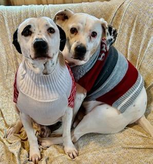 Enlarge Muggs, a Adoptable mixed breed in Wilkesboro, NC image 3/3