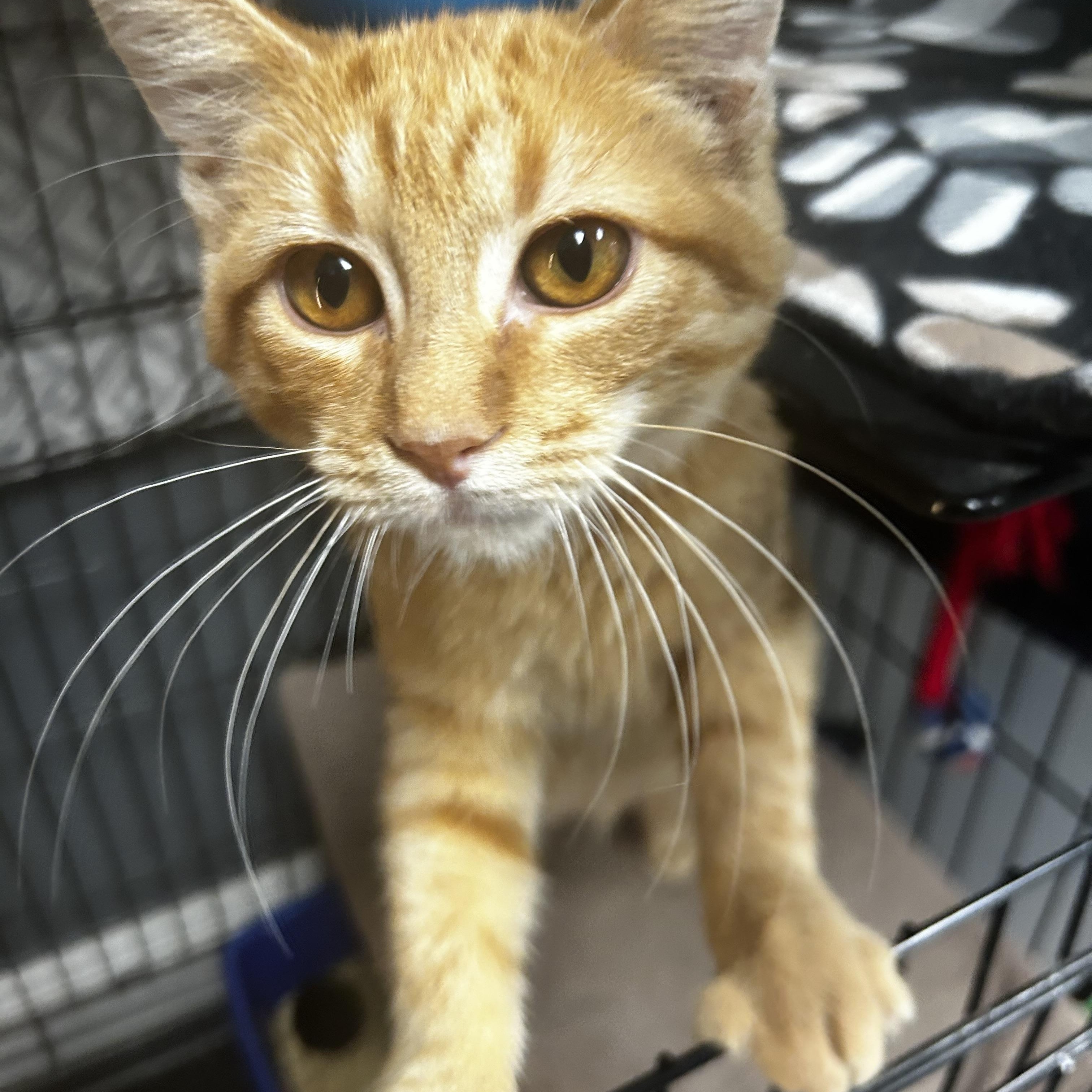 Goldie, an adopted Tabby in Grand Rapids, MI image 3/6
