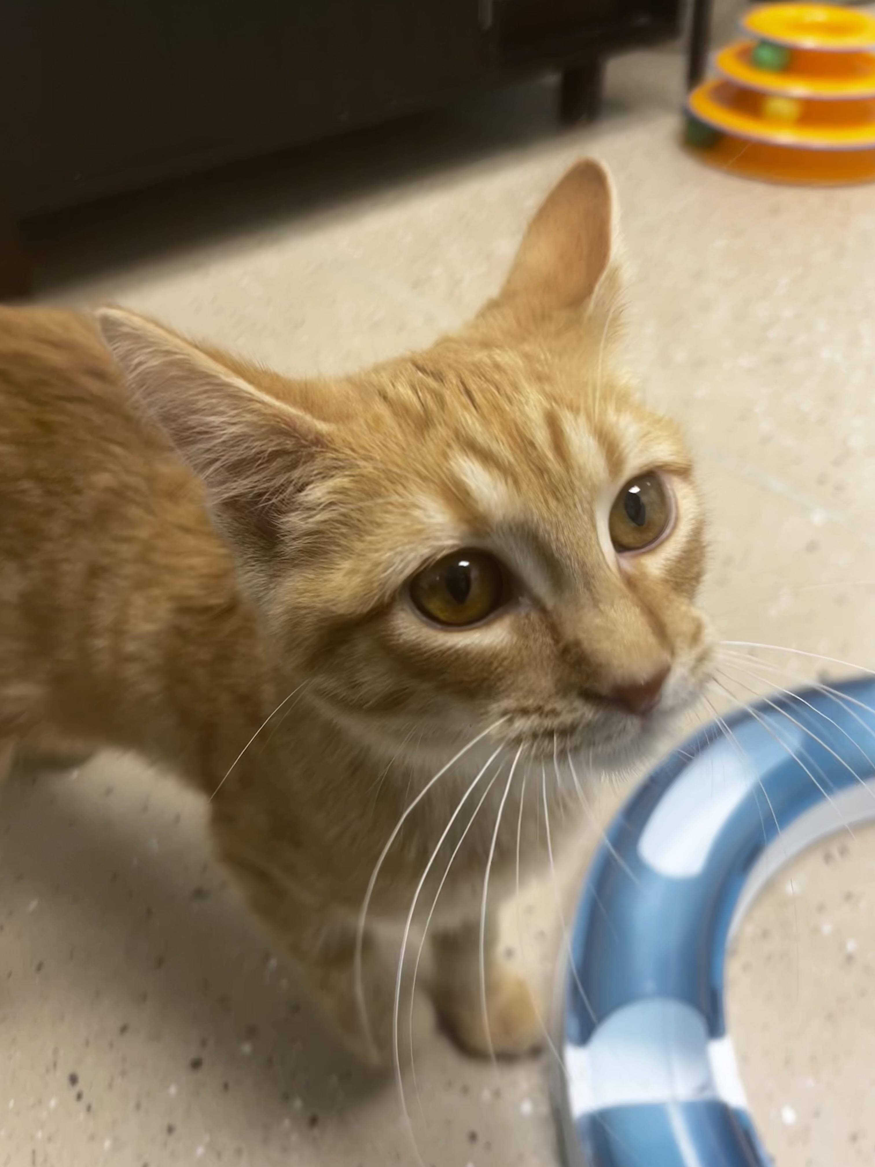 Goldie, an adopted Tabby in Grand Rapids, MI image 4/6