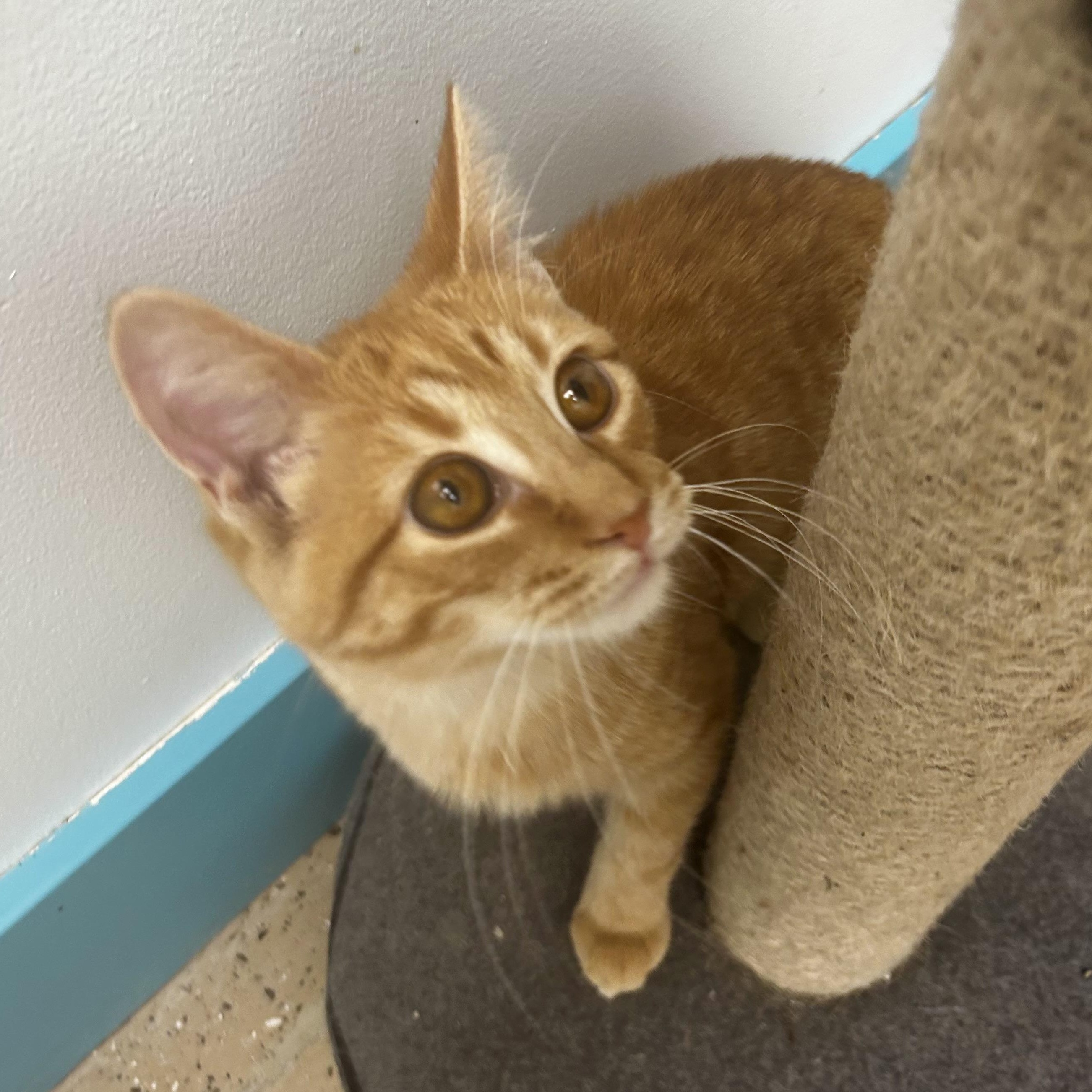 Goldie, an adopted Tabby in Grand Rapids, MI image 5/6
