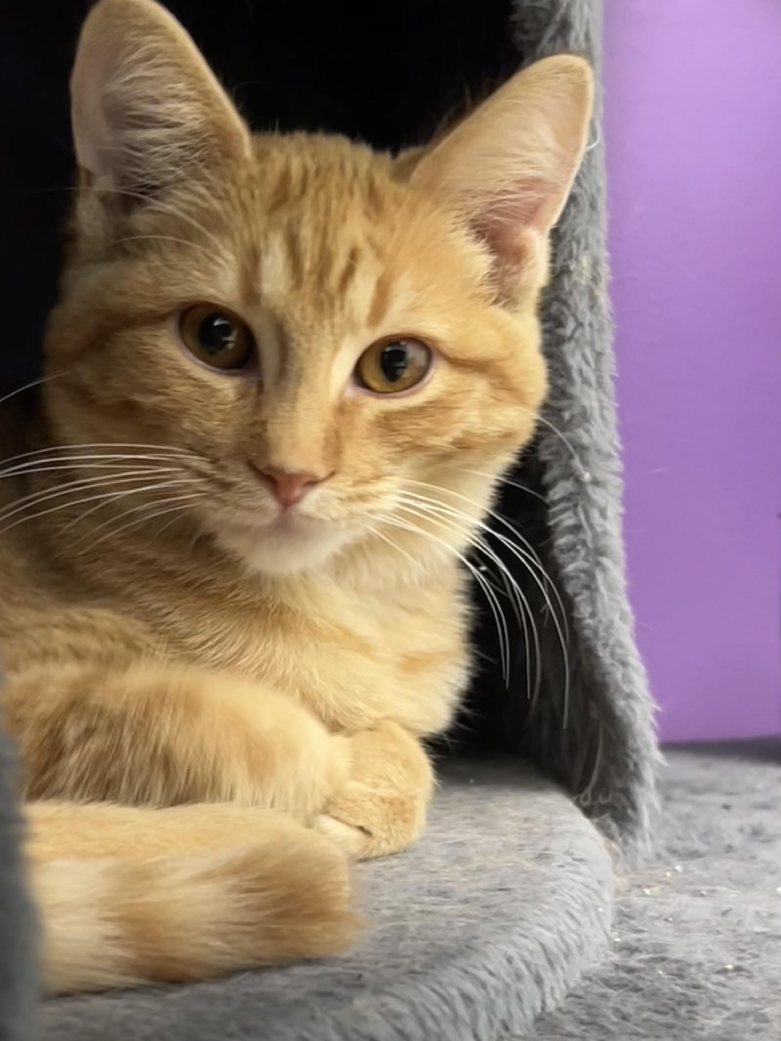 Goldie, an adopted Tabby in Grand Rapids, MI image 1/6