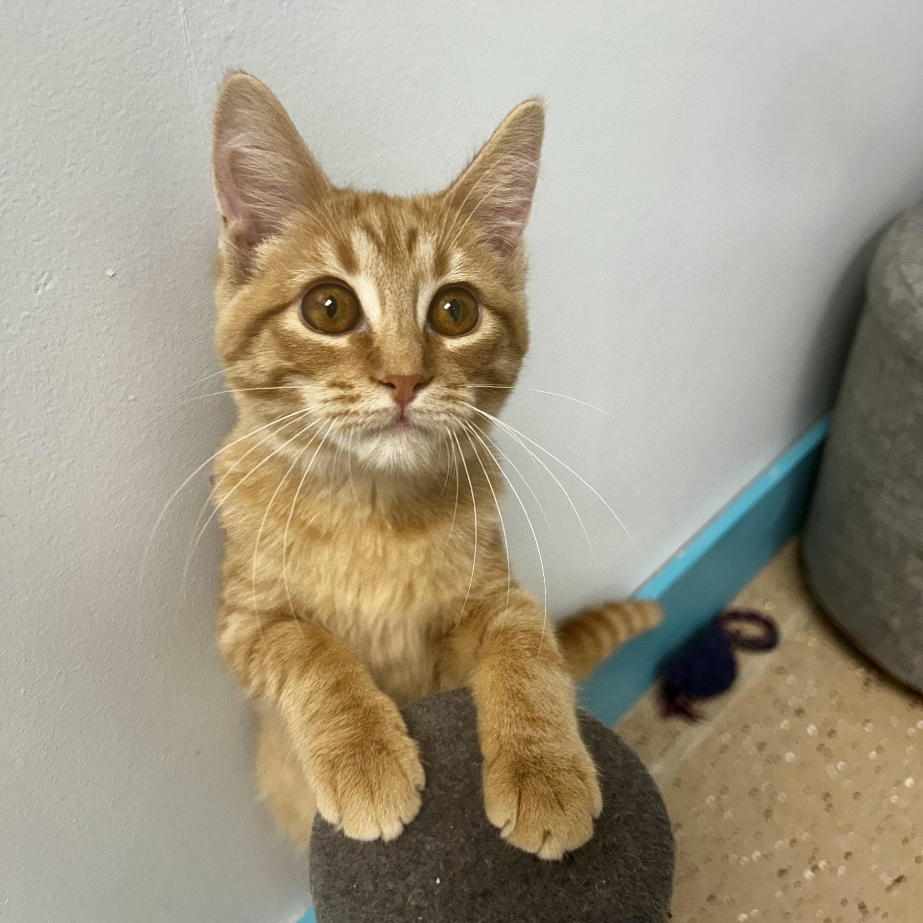 Goldie, an adopted Tabby in Grand Rapids, MI image 2/6