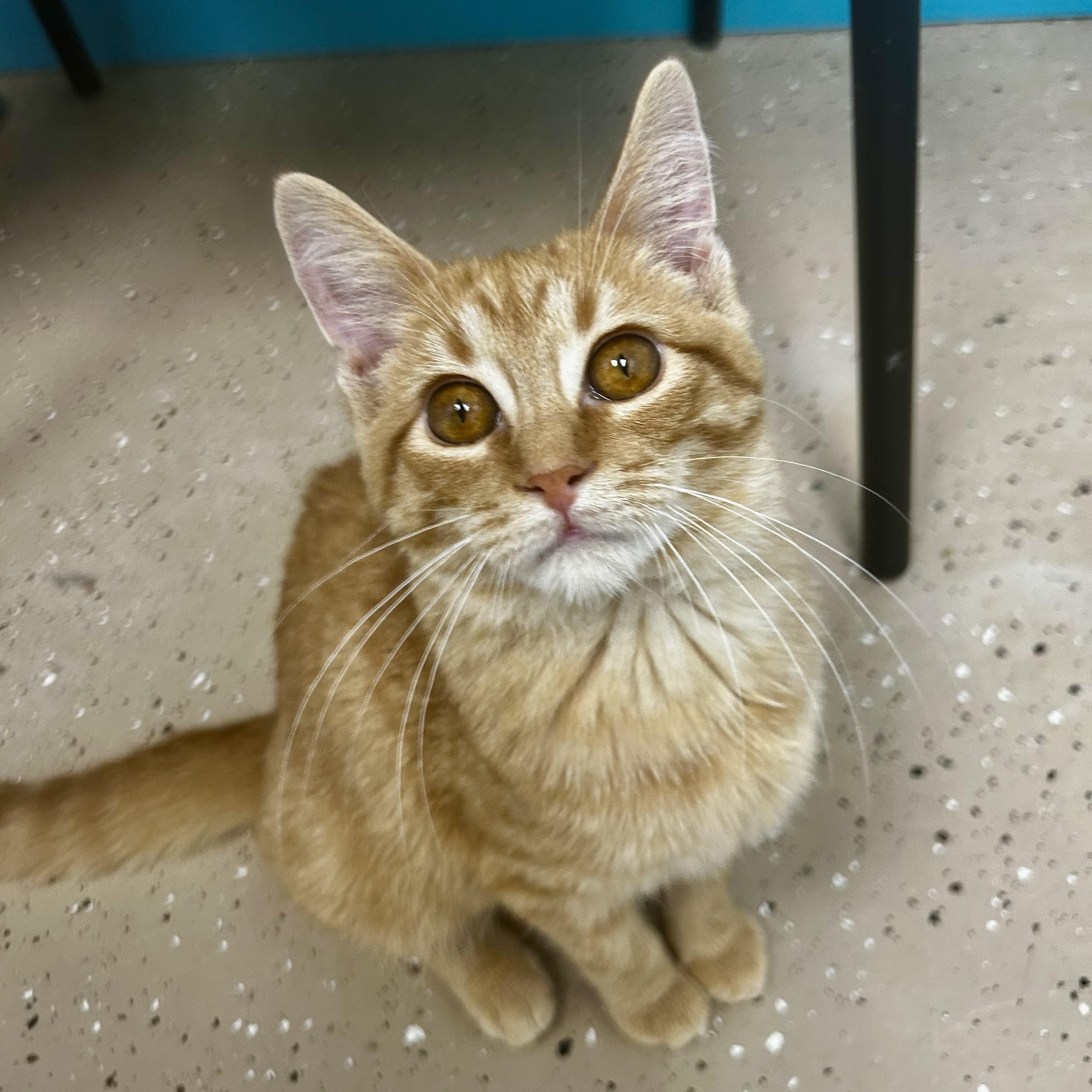 Goldie, an adopted Tabby in Grand Rapids, MI image 6/6
