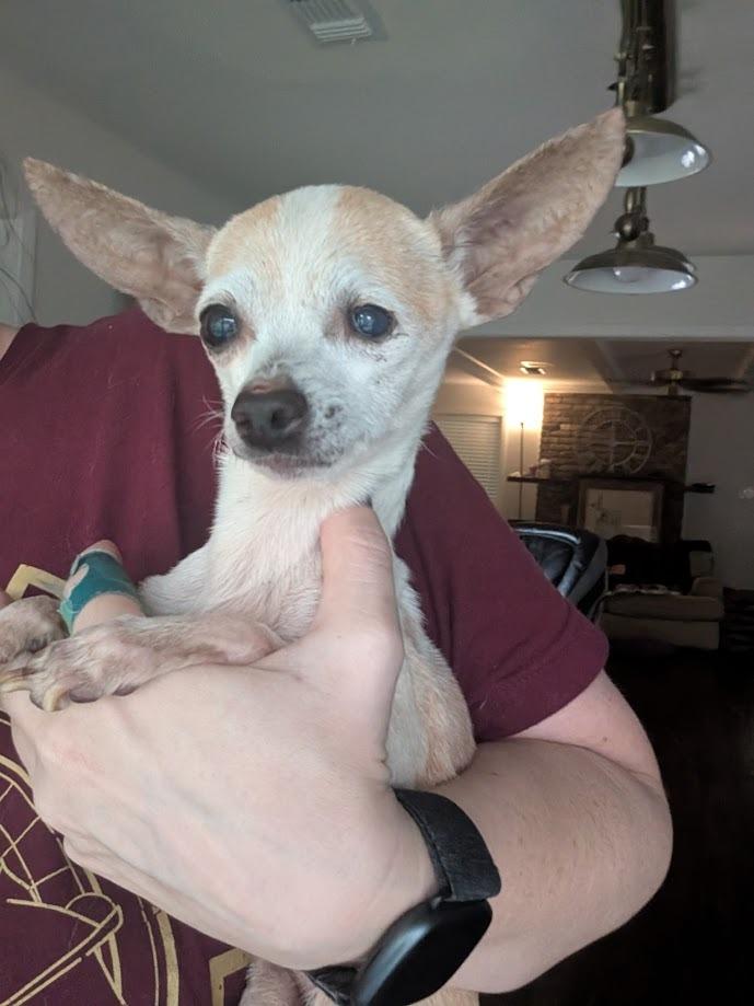 Doris, Adoptable, Senior Female Chihuahua & Rat Terrier.