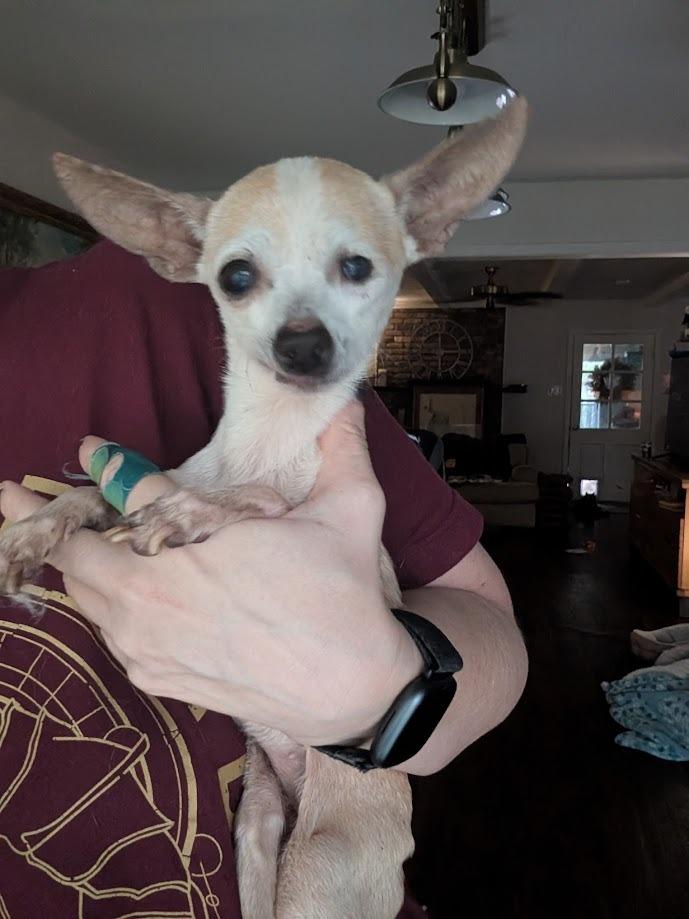 Doris, a Adoptable mixed breed in Bryan, TX image 2/6