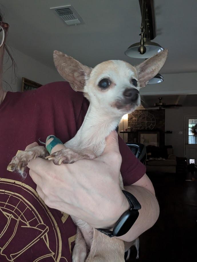 Doris, a Adoptable mixed breed in Bryan, TX image 5/6