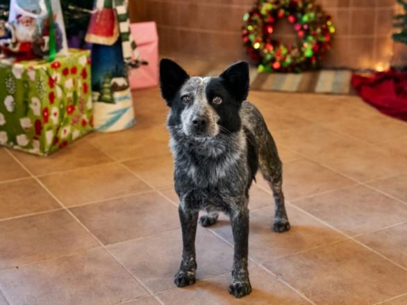 THANOS, Adoptable, Adult Male Mixed Breed.