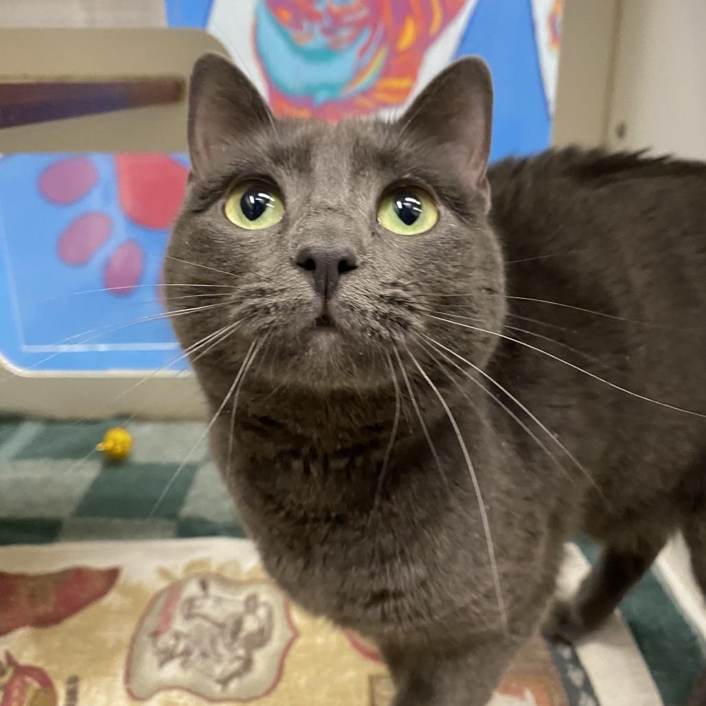 Daisy, Adoptable, Adult Female Domestic Short Hair.