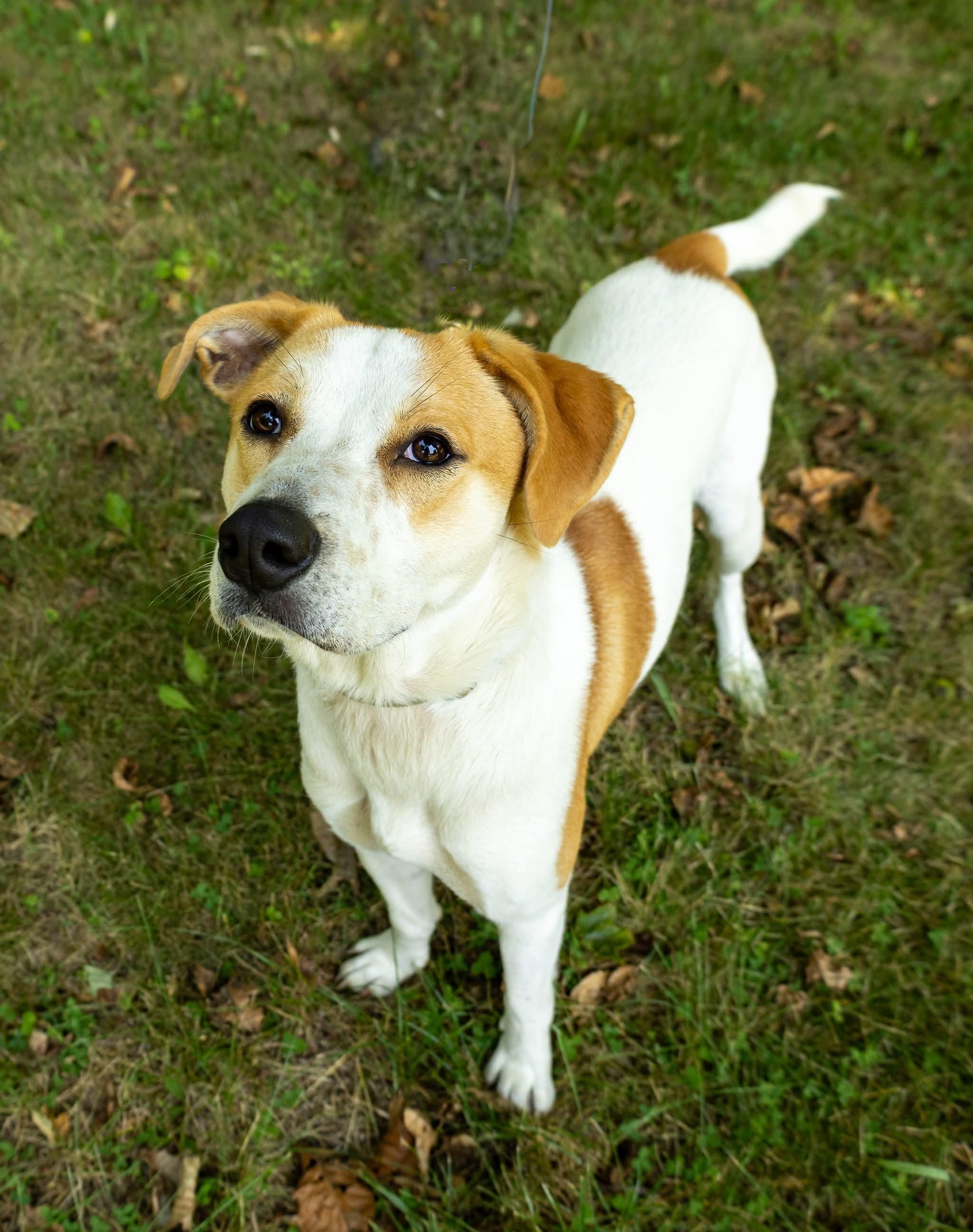 Phoebe, a Adoptable Mixed Breed in Argyle, NY image 6/6