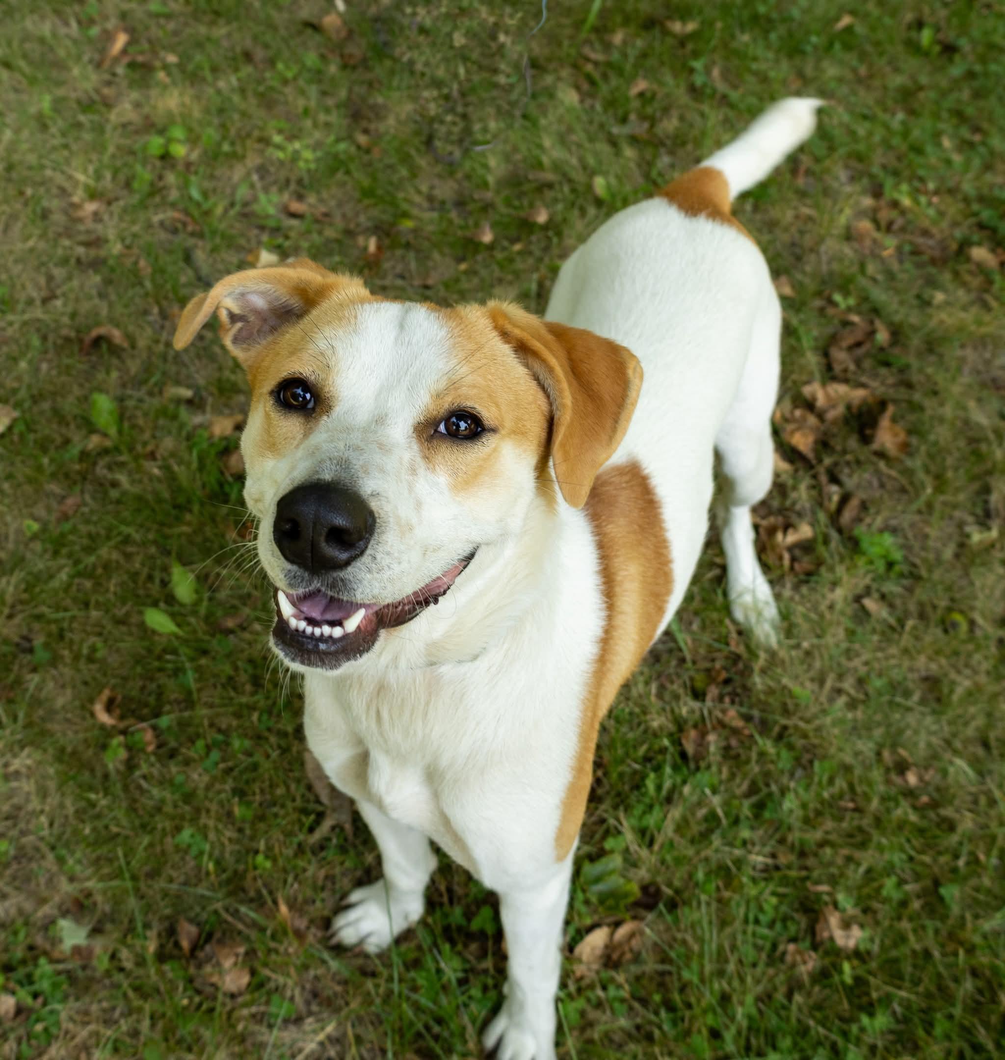 Phoebe, a Adoptable Mixed Breed in Argyle, NY image 2/6