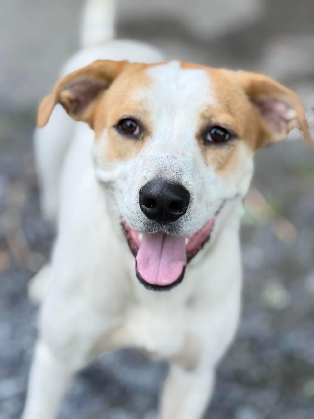 Phoebe, a Adoptable Mixed Breed in Argyle, NY image 5/6