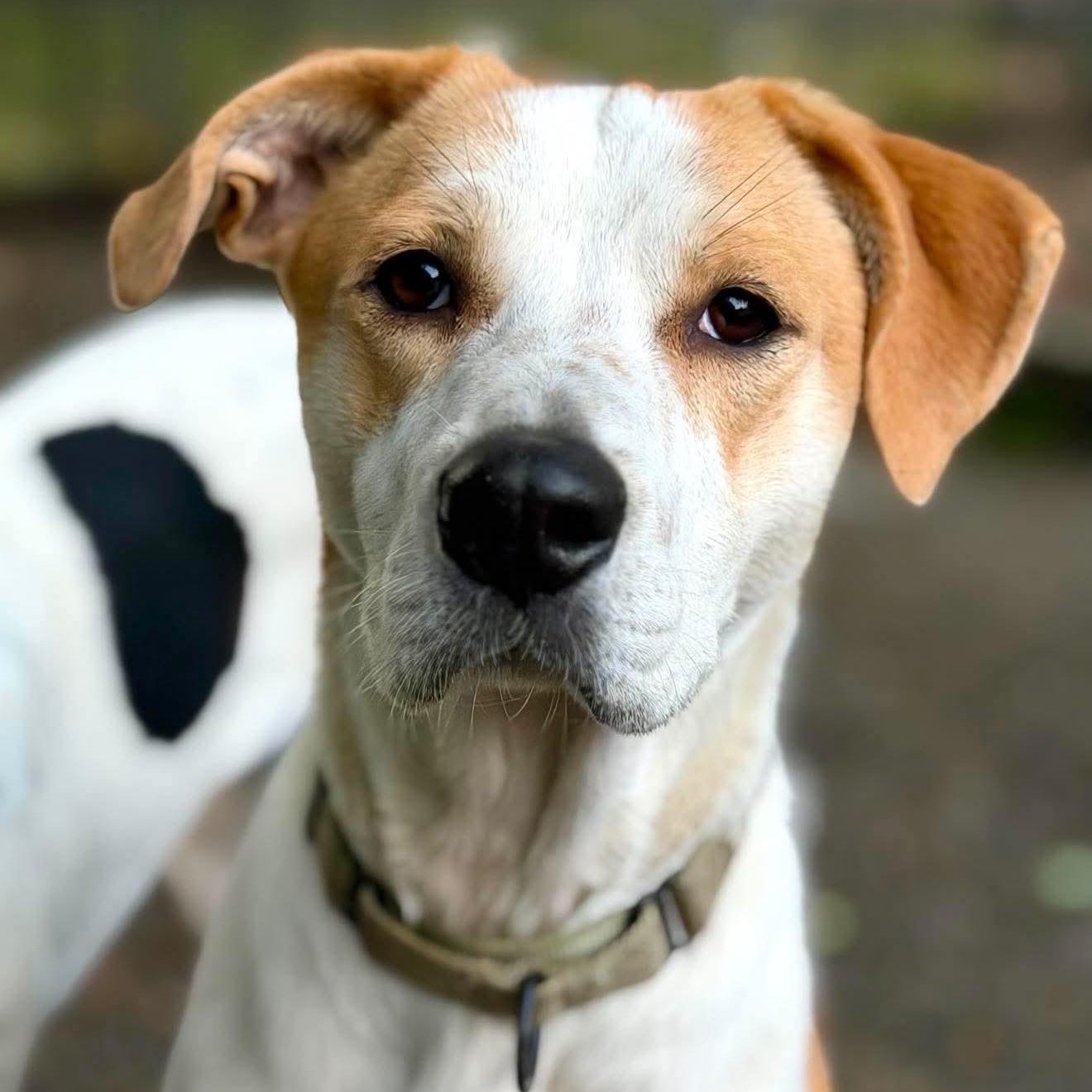 Phoebe, Adoptable, Young Female Mixed Breed.