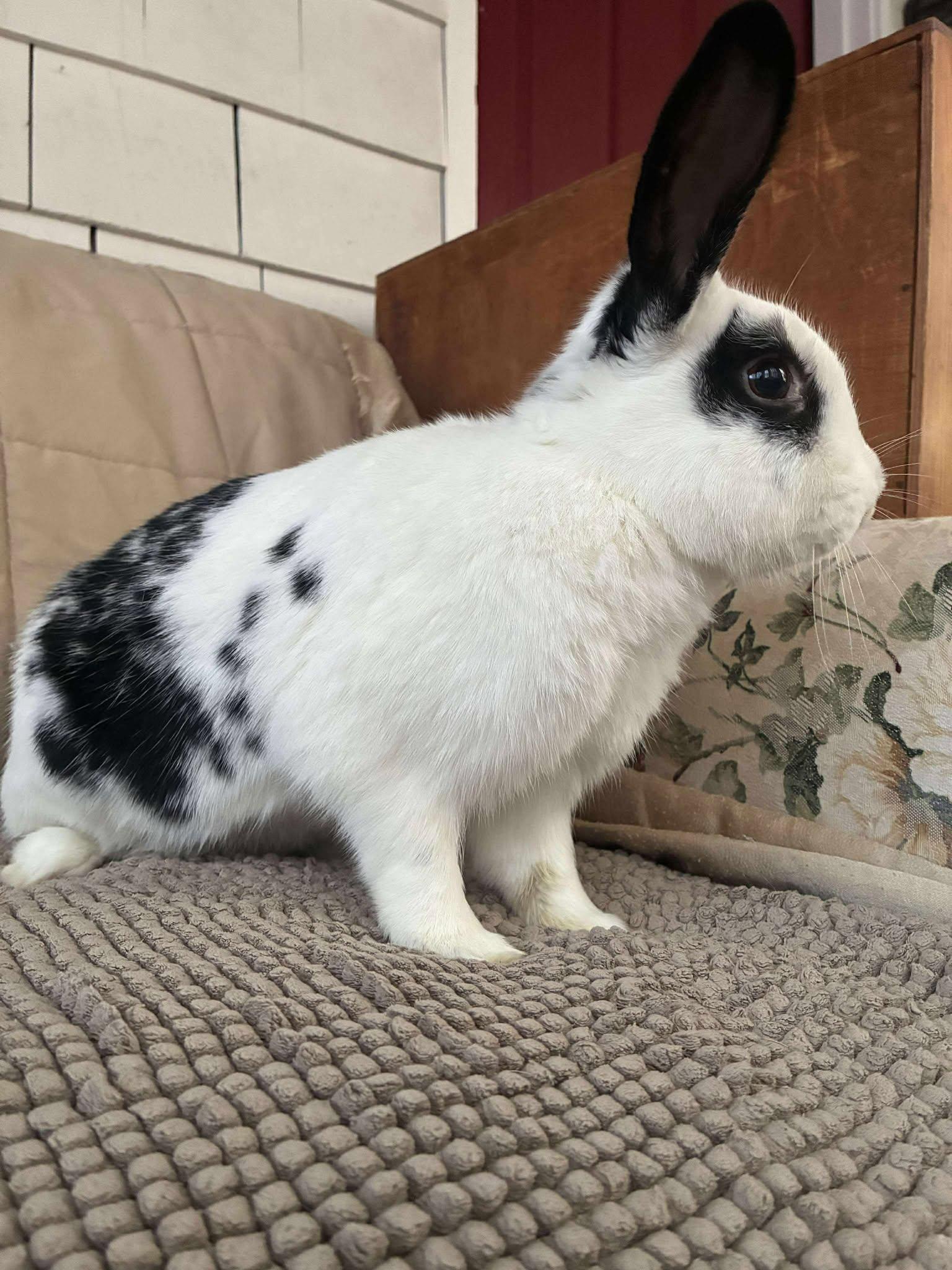 Enlarge Buckley, a Adoptable mixed breed in Norway, ME image 1/5