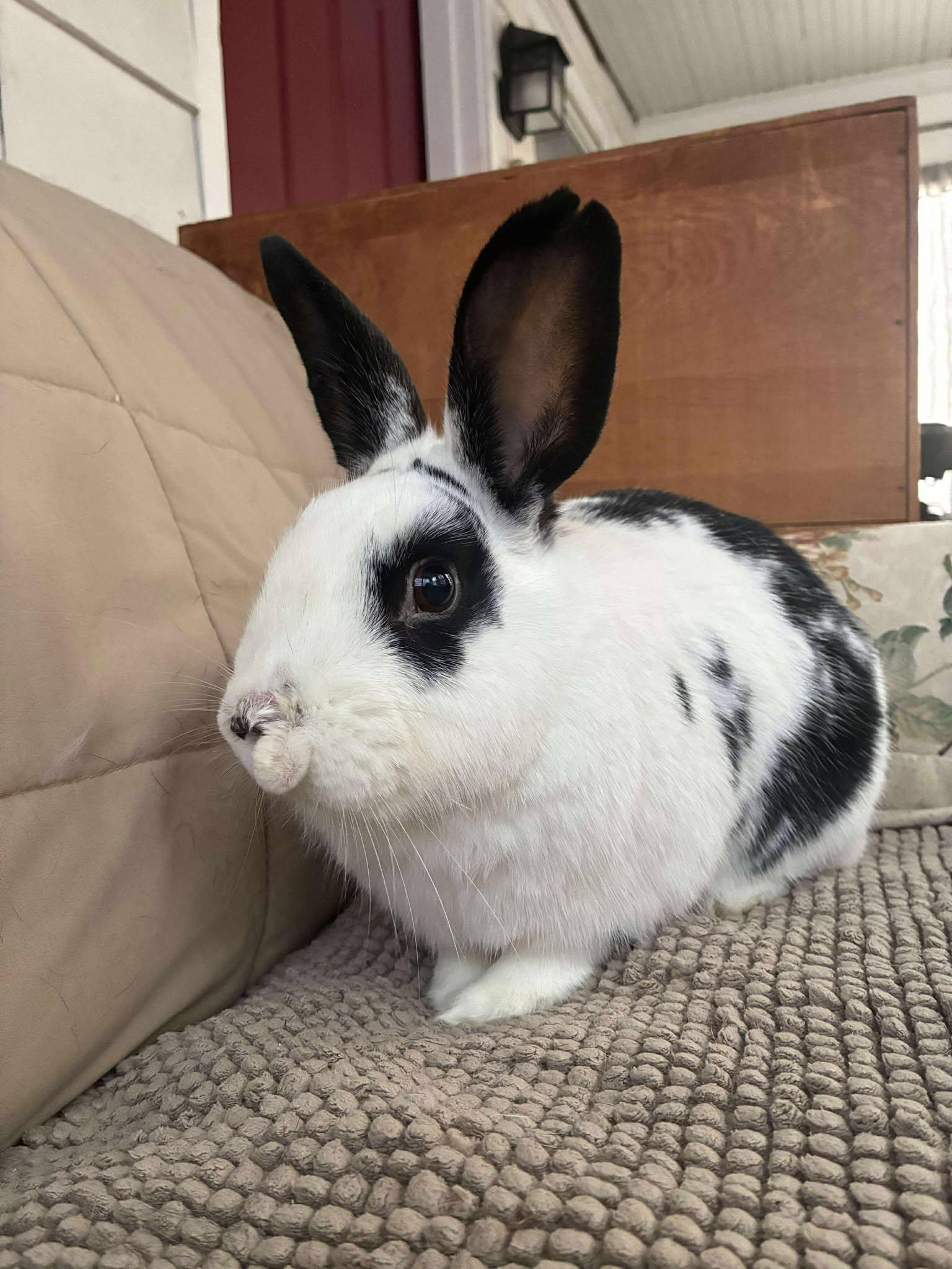 Enlarge Buckley, a Adoptable mixed breed in Norway, ME image 3/5