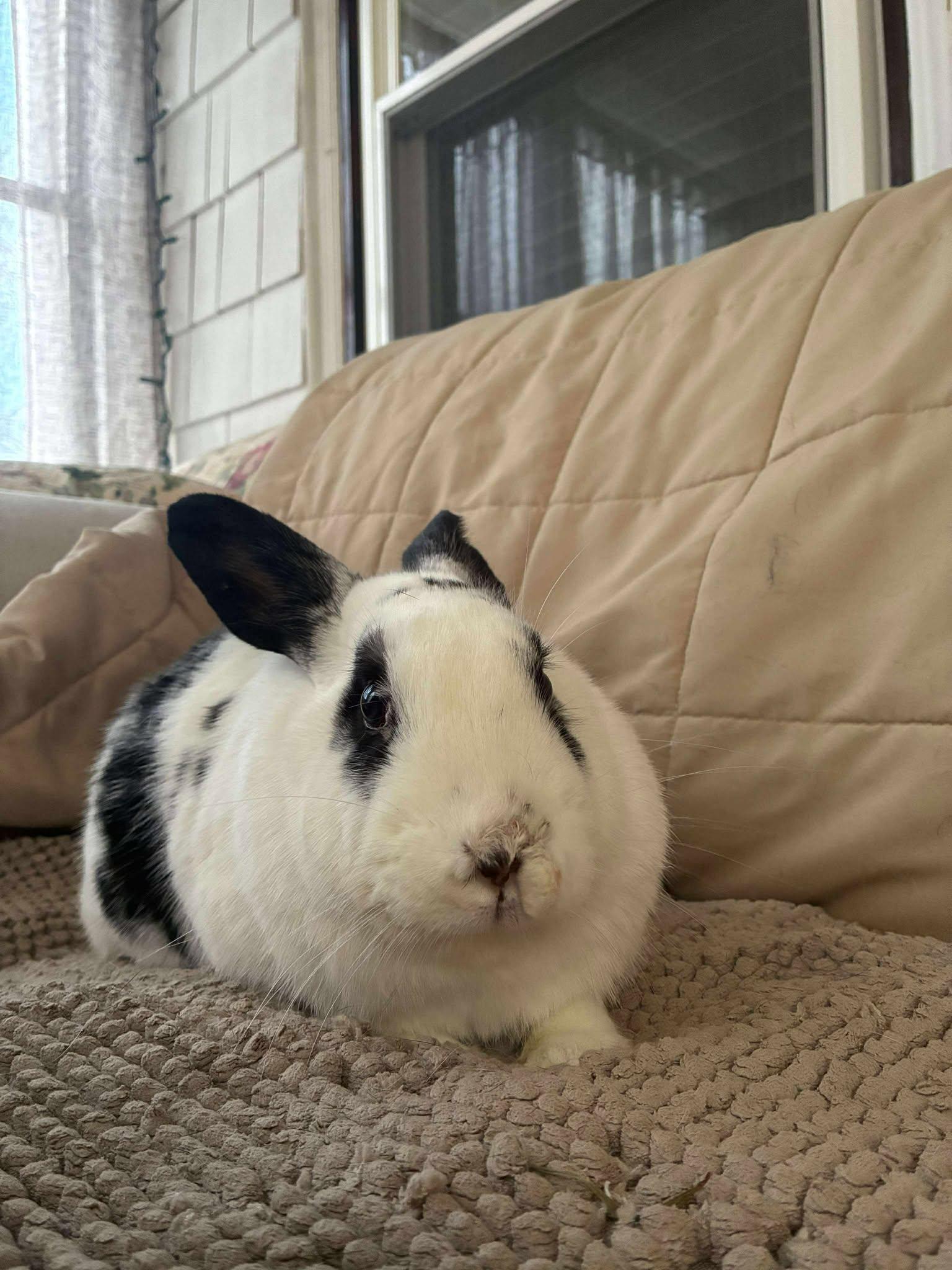 Enlarge Buckley, a Adoptable mixed breed in Norway, ME image 4/5