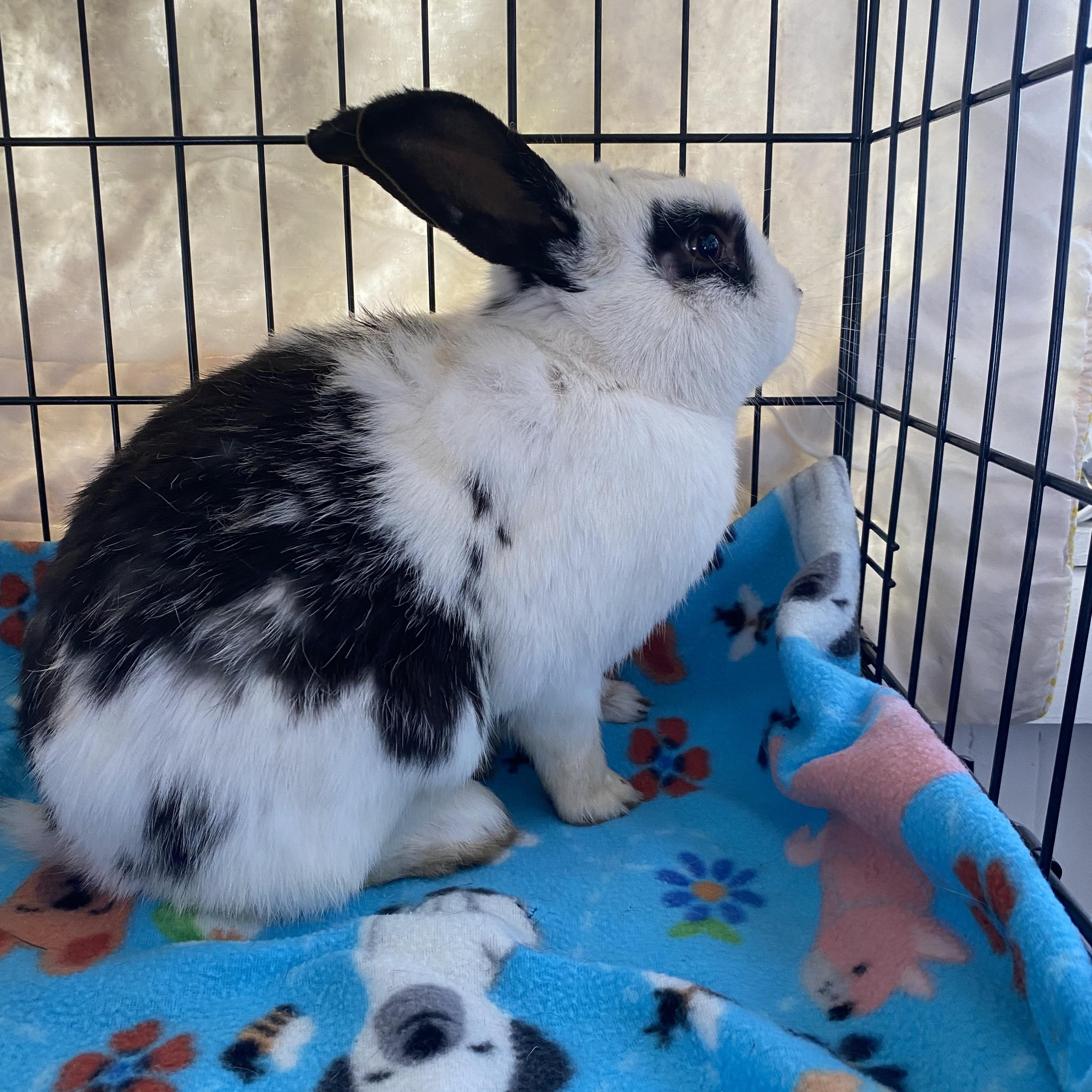 Buckley, an adoptable Bunny Rabbit Mix in Westbrook, ME_image-1