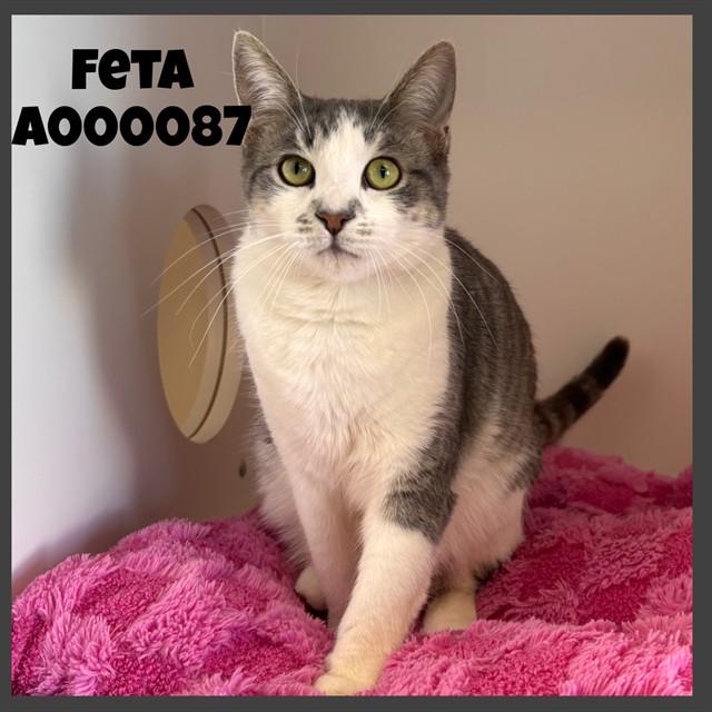Enlarge FETA, a Adoptable Domestic Short Hair in Ontario, CA image 1/1