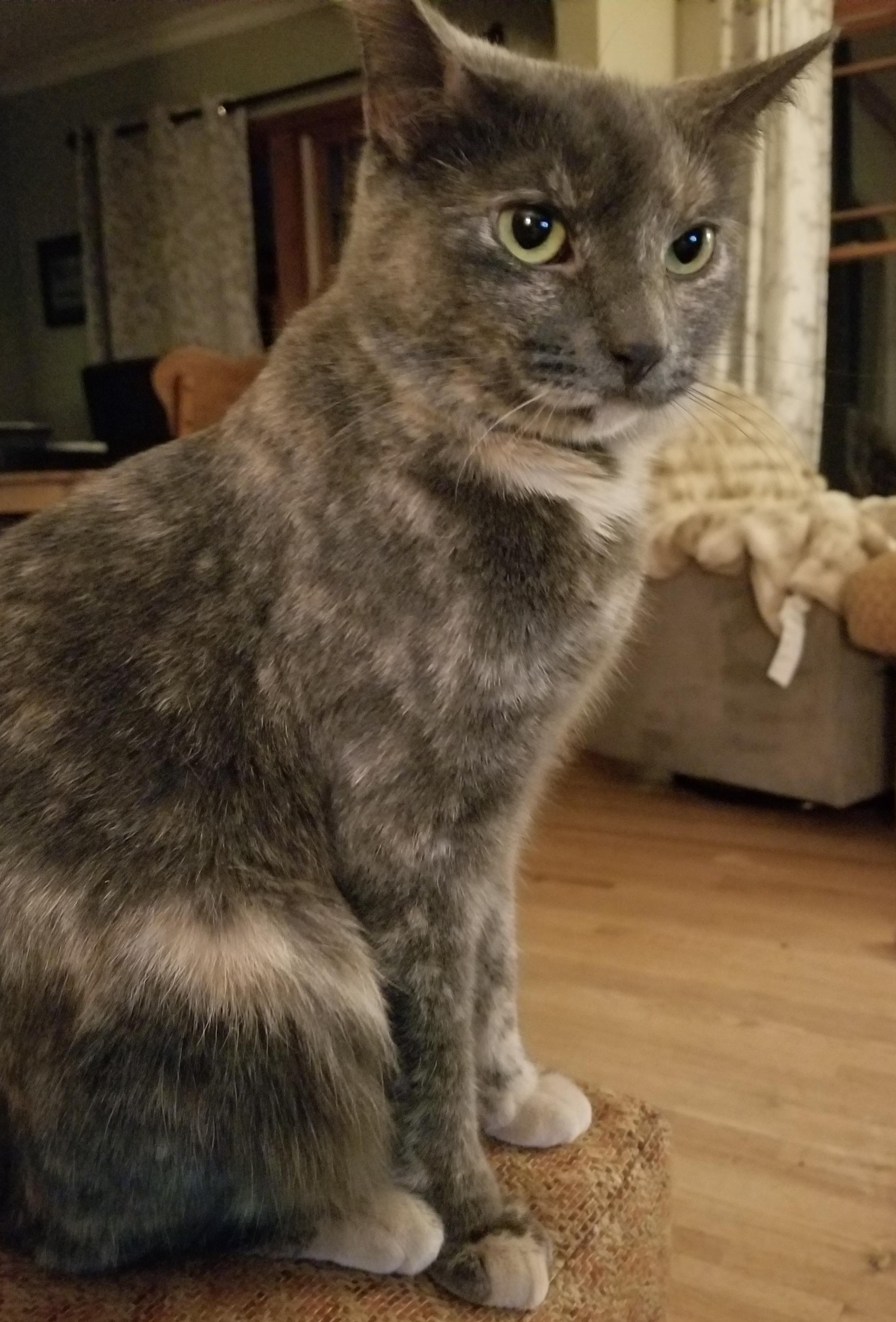 Enlarge Daisy, an adoptable mixed breed in Roseville, MN image 2/2