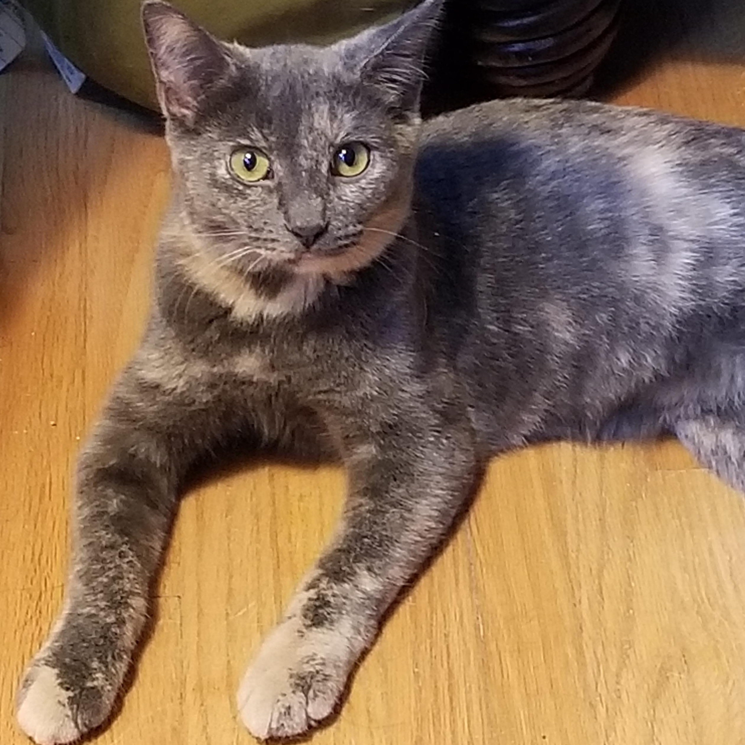 Enlarge Daisy, an adoptable mixed breed in Roseville, MN image 1/2