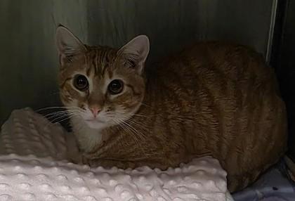 Nugget, Adoptable, Young Male Domestic Short Hair & Domestic Short Hair.