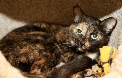 Lisbeth, Adoptable, Senior Female Domestic Short Hair & Domestic Short Hair.
