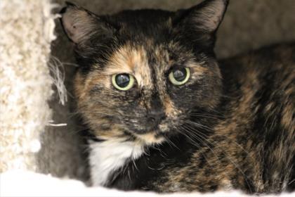 Lisbeth, a Adoptable Domestic Short Hair in Hastings, MN image 2/3