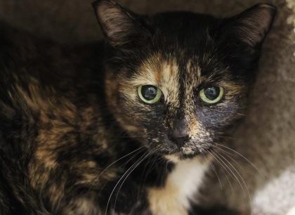 Lisbeth, a Adoptable Domestic Short Hair in Hastings, MN image 3/3