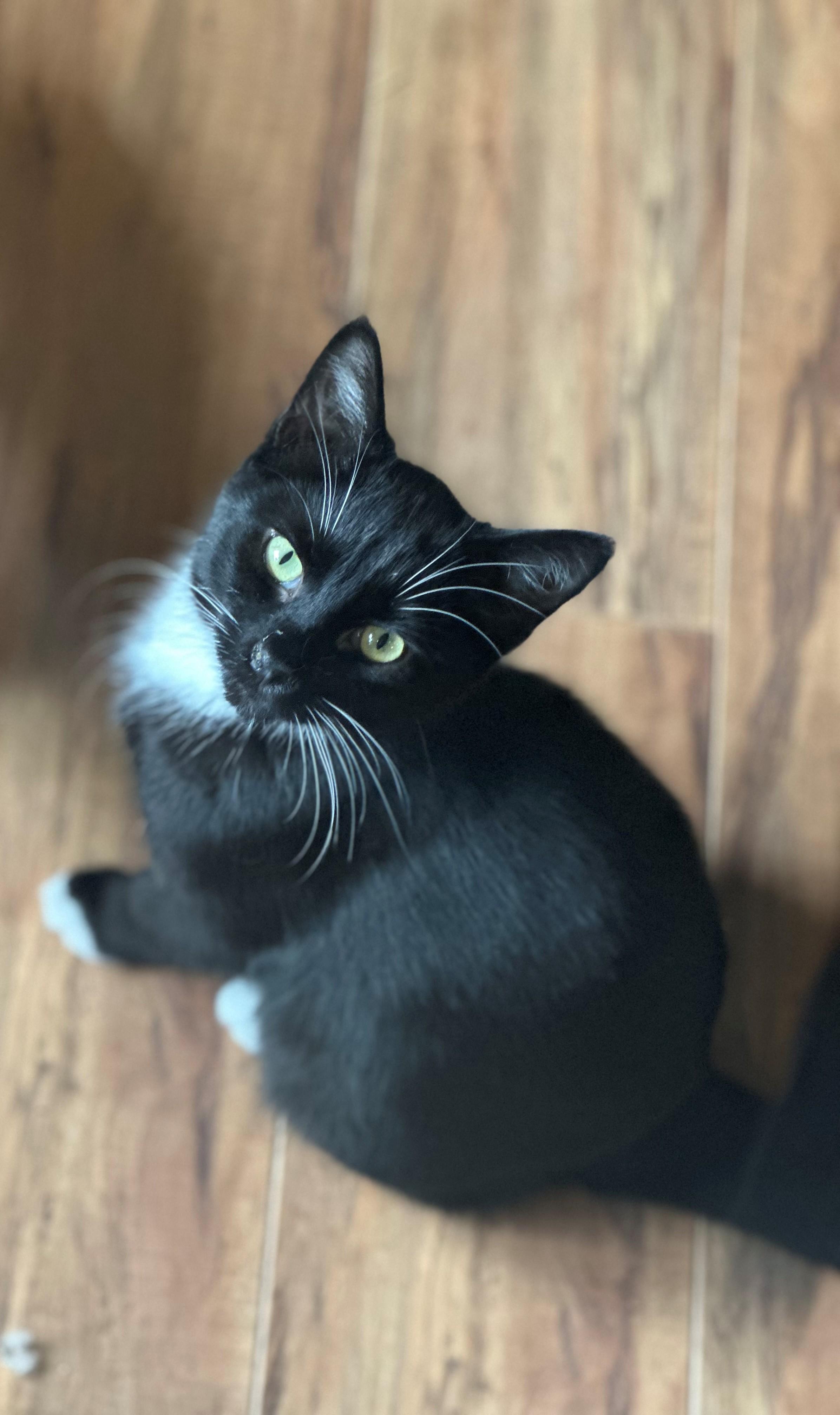 Enlarge Tux, a Adoptable Domestic Short Hair in Coalhurst, AB image 1/1