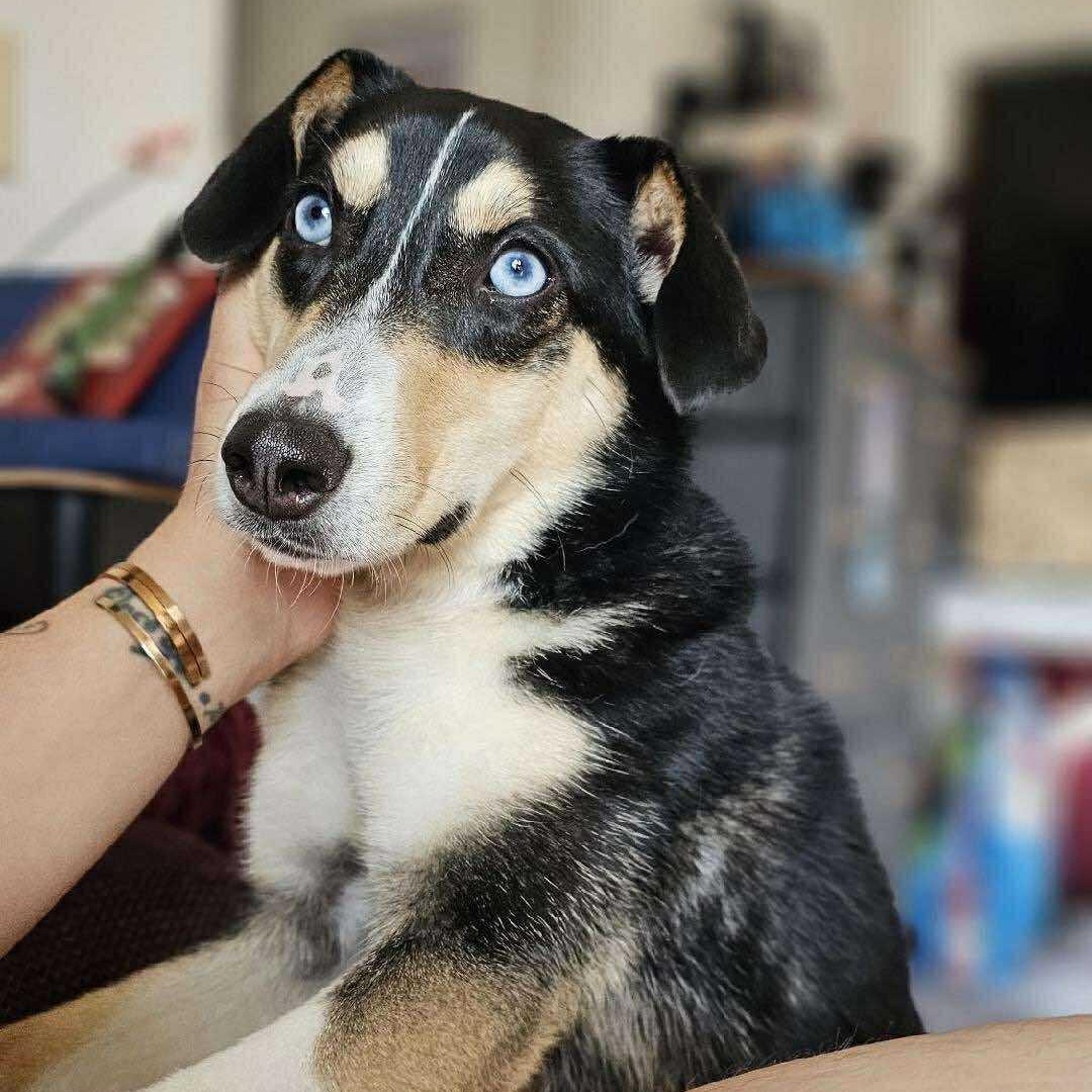 Nova Pomsky