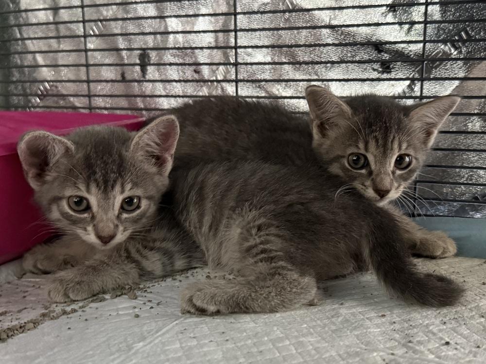 Fern (#2), Adoptable, Kitten Female Domestic Short Hair.