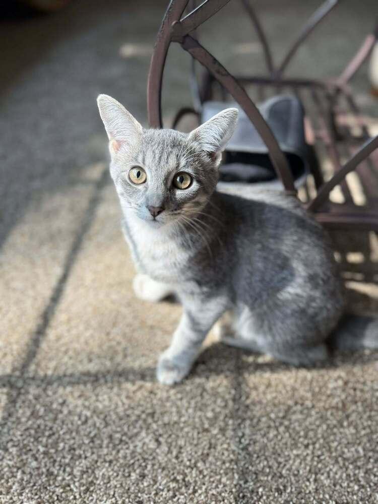 Enlarge Fern (#2), a Adoptable Domestic Short Hair in Clinton Township, MI image 2/2