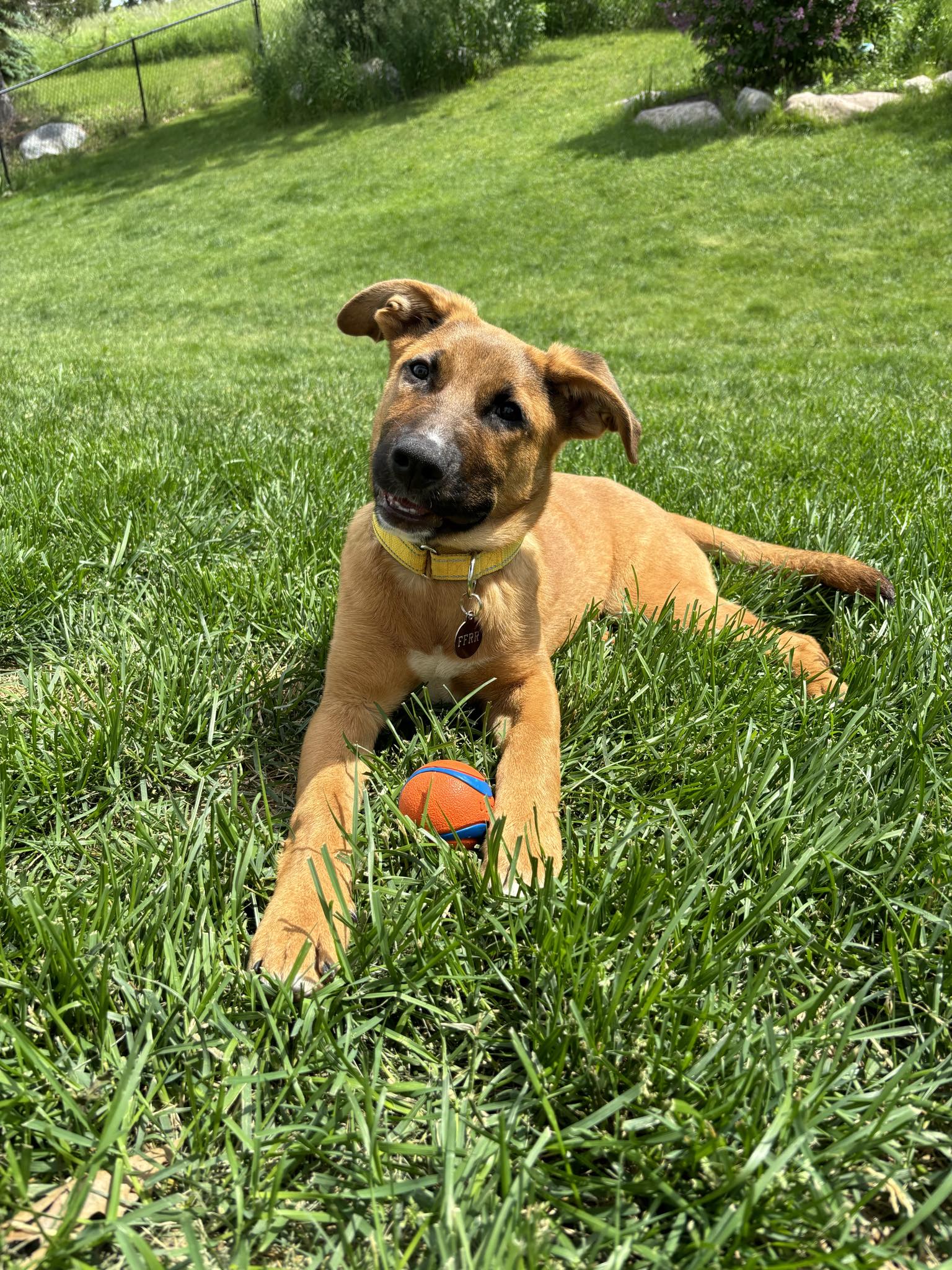 Sadie, Adoptable, Young Female Shepherd.