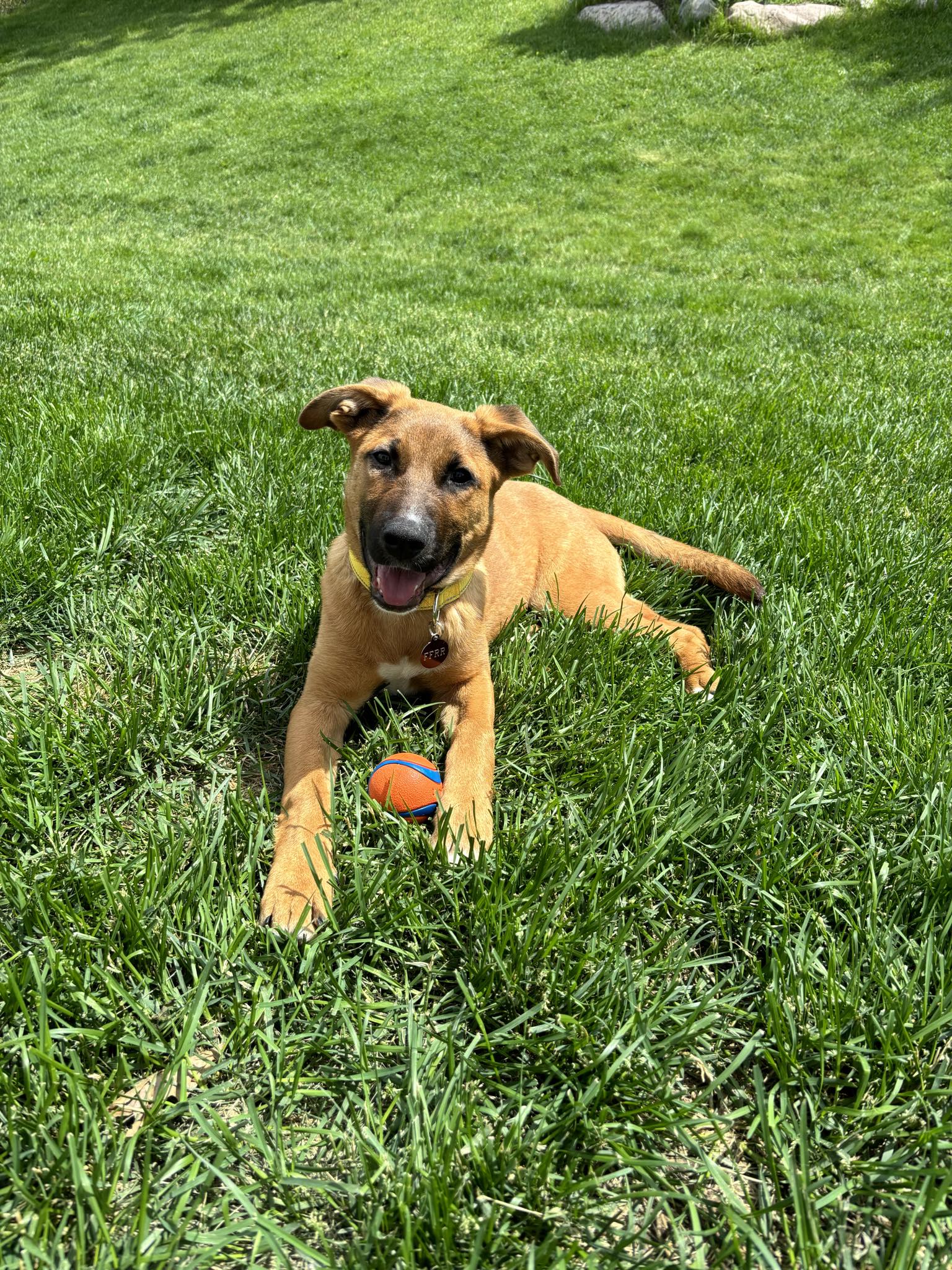 Sadie, a Adoptable Shepherd in Lakeville, MN image 2/4