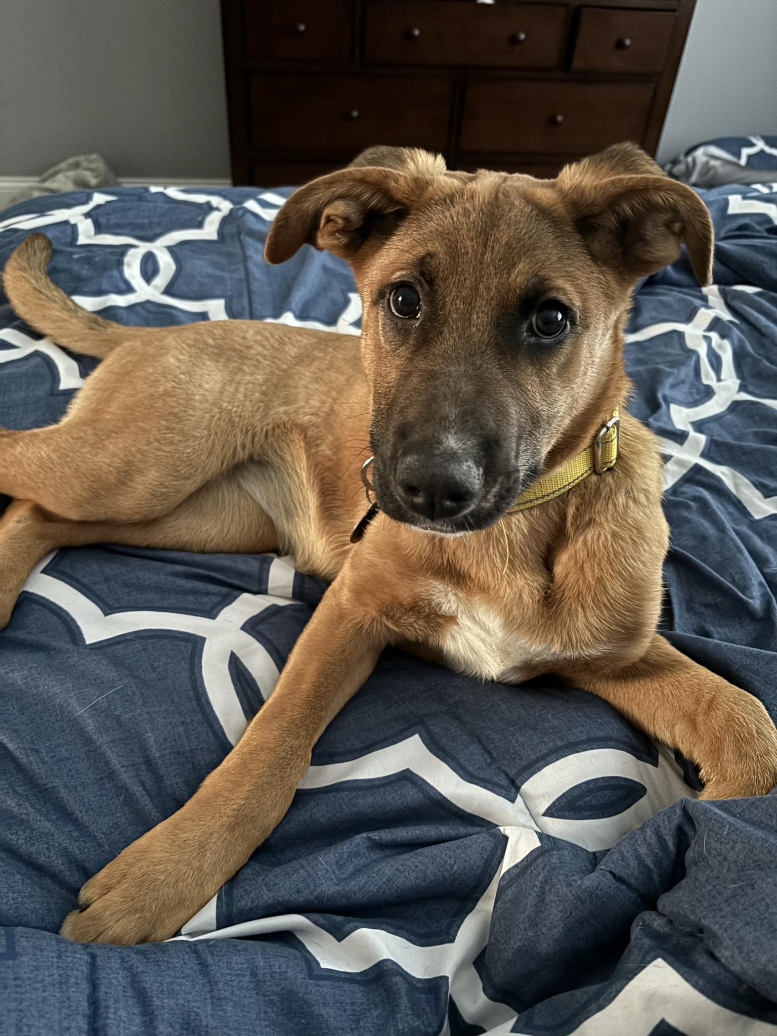 Sadie, a Adoptable Shepherd in Lakeville, MN image 3/4