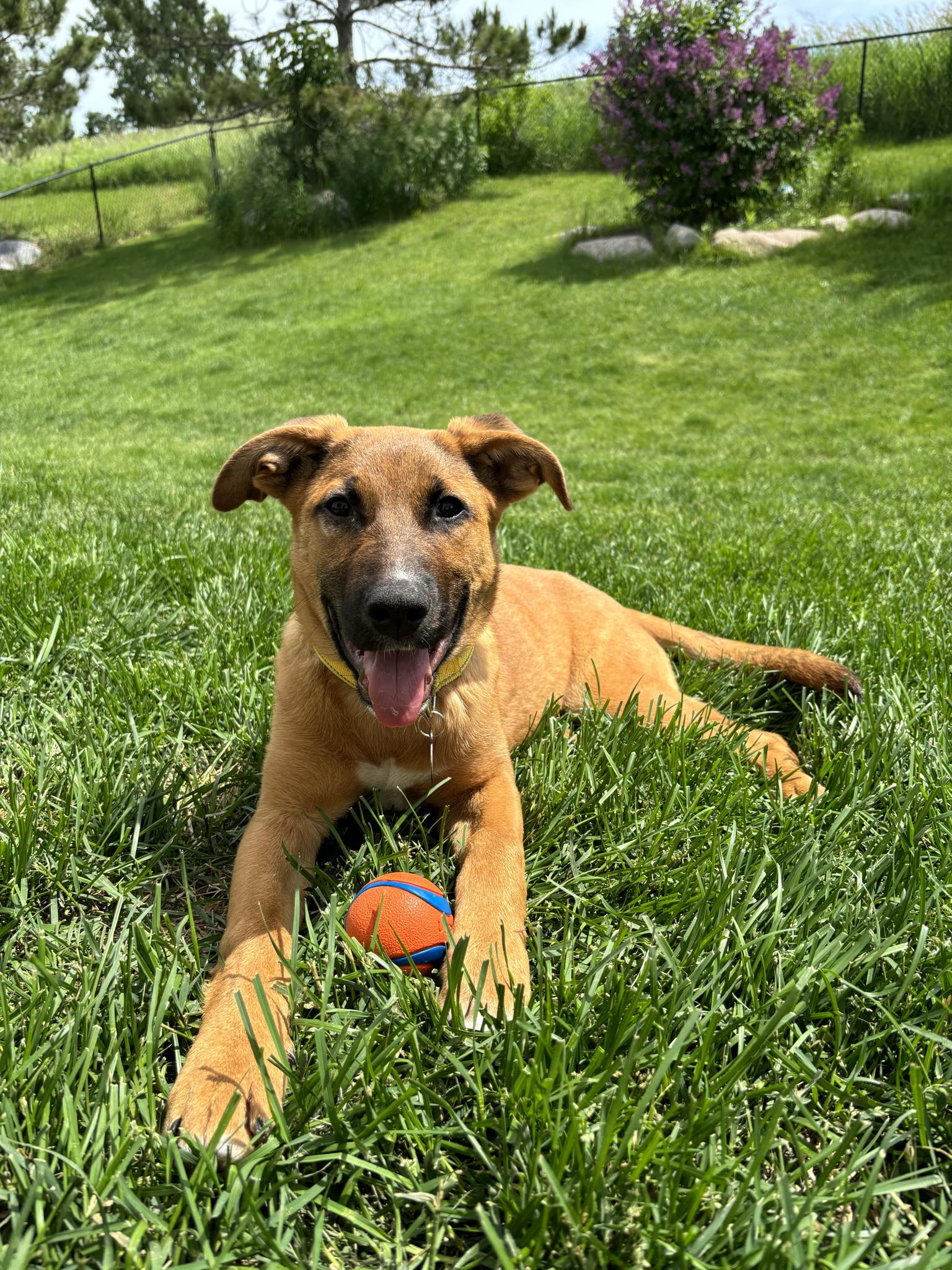 Sadie, a Adoptable Shepherd in Lakeville, MN image 4/4